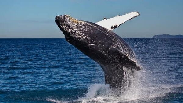 Whale Breeching