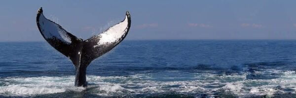 Whale Tail1